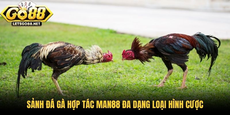 Sảnh Đá Gà Hợp Tác Man88 - Điểm Đến Hàng Đầu Cho Người Chơi Sảnh đá gà hợp tác Man88 đa dạng loại hình cược