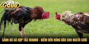 Sảnh Đá Gà Hợp Tác Man88 - Điểm Đến Hàng Đầu Cho Người Chơi
