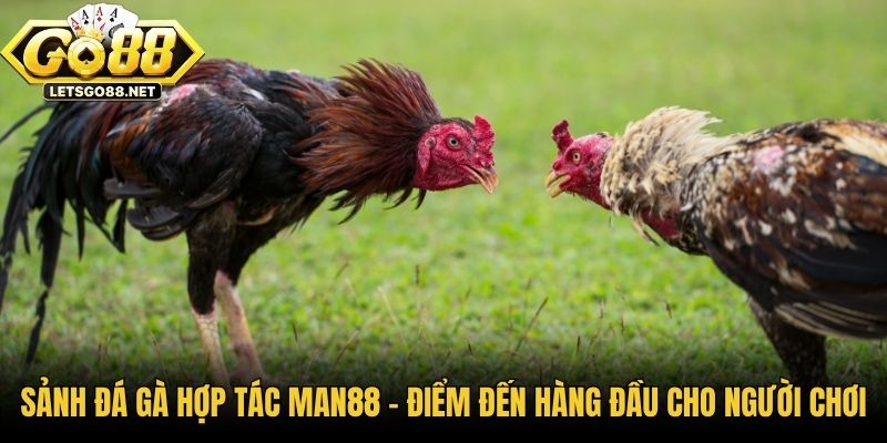 Sảnh Đá Gà Hợp Tác Man88 - Điểm Đến Hàng Đầu Cho Người Chơi Sảnh Đá Gà Hợp Tác Man88 - Điểm Đến Hàng Đầu Cho Người Chơi