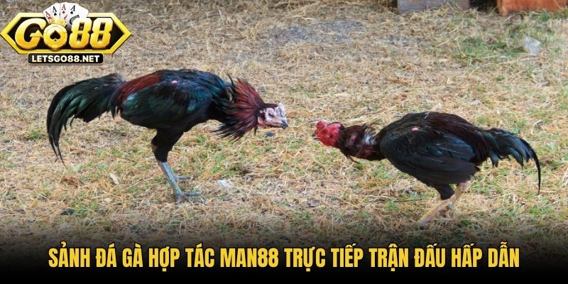 Sảnh Đá Gà Hợp Tác Man88 - Điểm Đến Hàng Đầu Cho Người Chơi Sảnh đá gà hợp tác Man88 trực tiếp trận đấu hấp dẫn