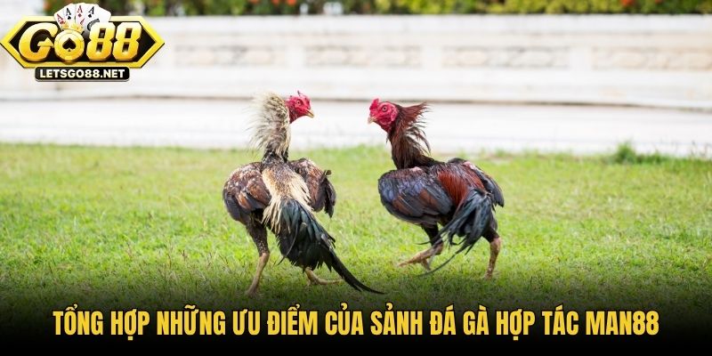 Sảnh Đá Gà Hợp Tác Man88 - Điểm Đến Hàng Đầu Cho Người Chơi Tổng hợp những ưu điểm của sảnh đá gà hợp tác Man88